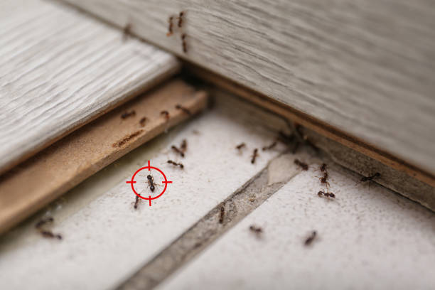 Reliable Macon, MS Pest Control Solutions