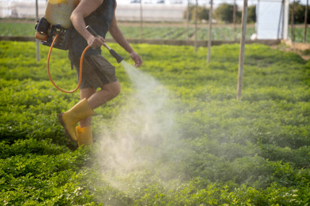 Best Local Pest Control Services  in Macon, MS