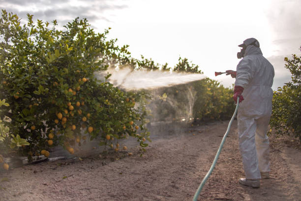 Best Pest Control for Homes  in Macon, MS